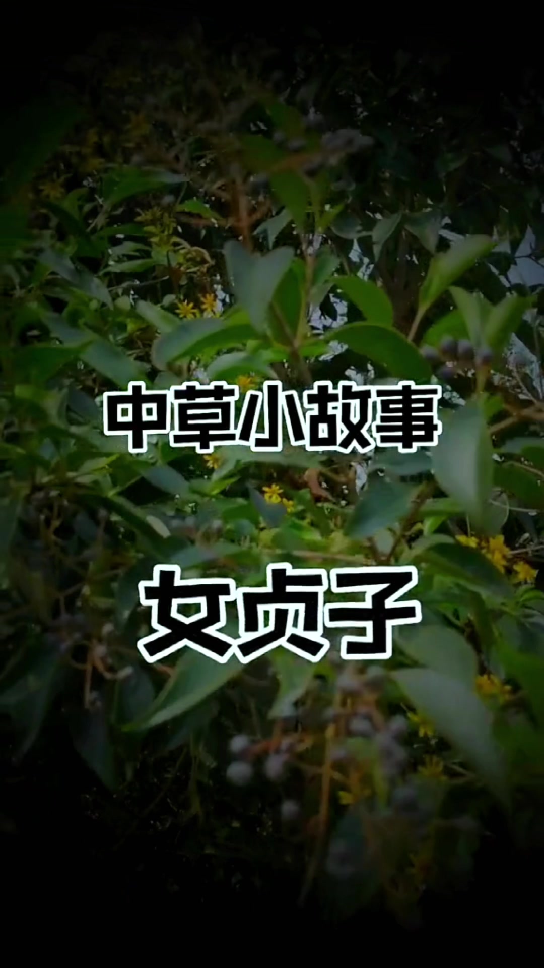 @laotang中医世家