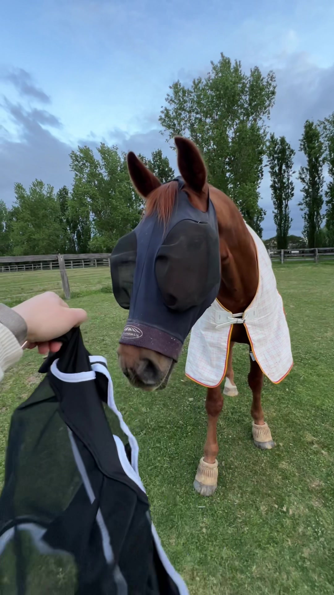 @TDDG Equestrian