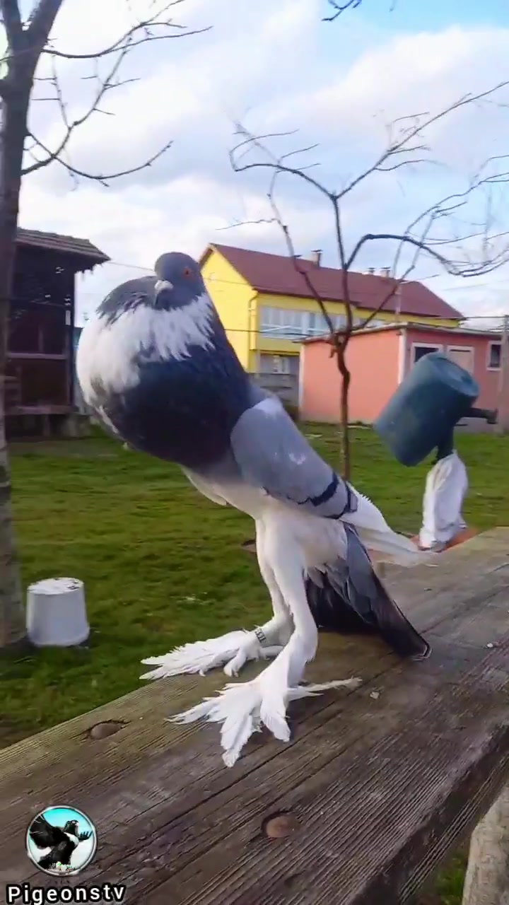 @Pigeons Tv