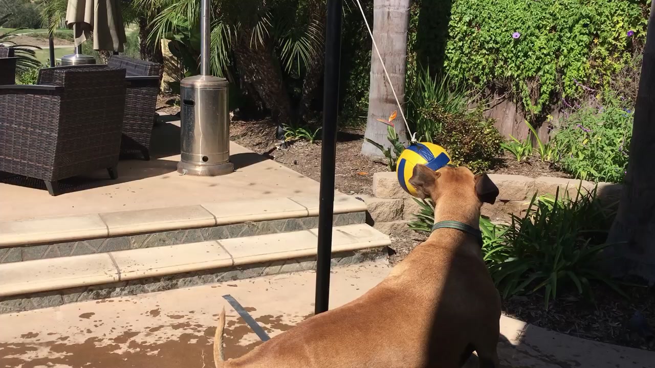 @dogsontherun