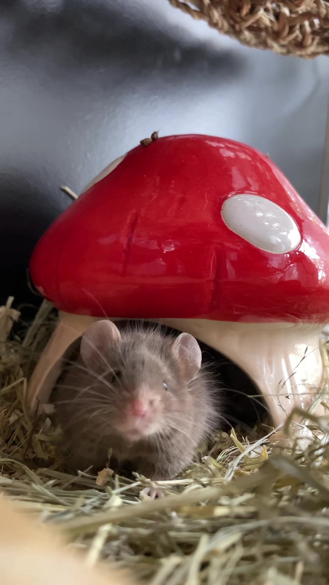 @ThatMouseGirl♡