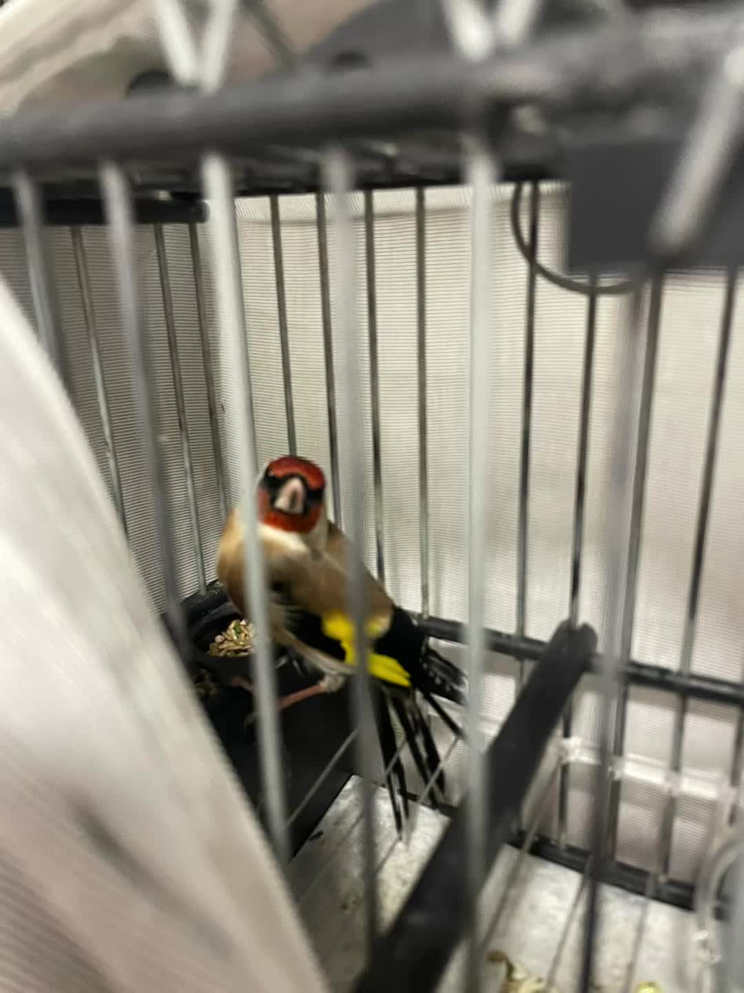 @AviarioAS