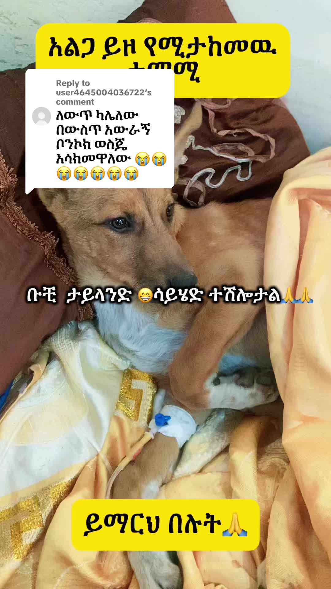 @Hachiko_Vet_Clinic