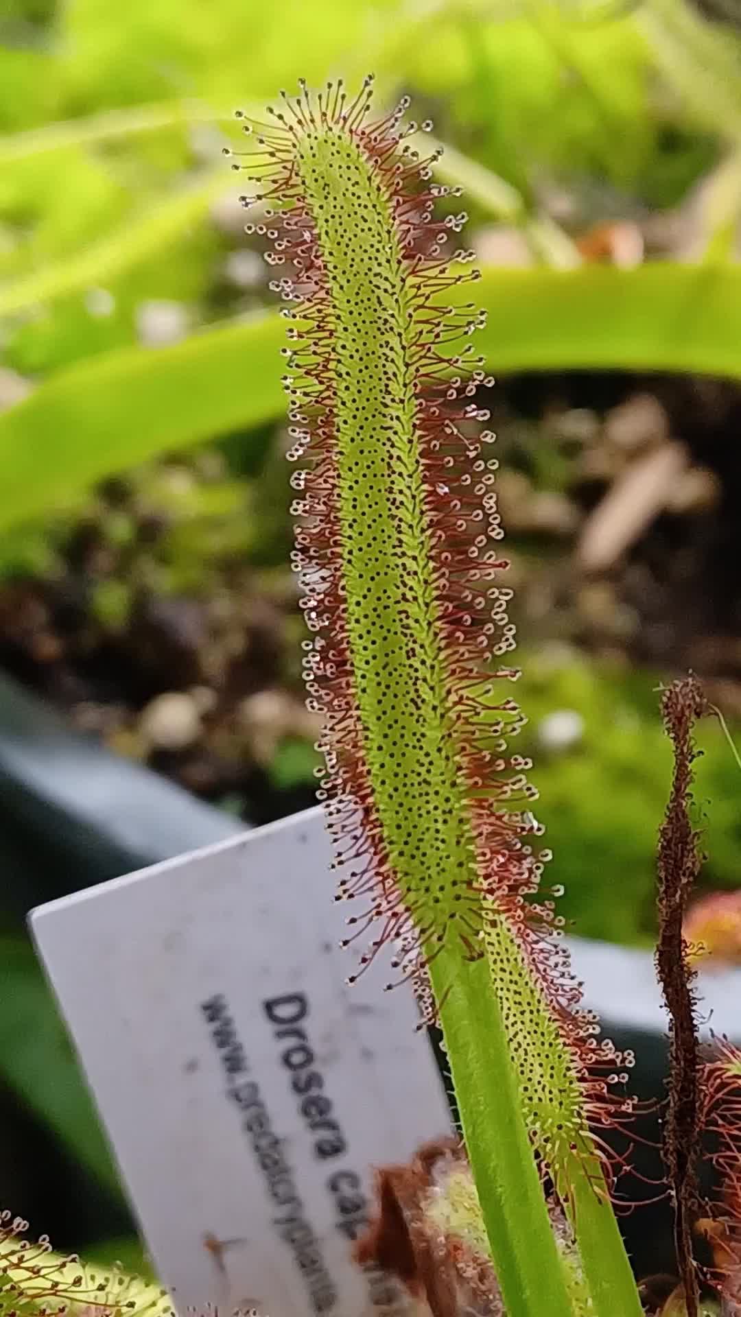 @Logs Plants