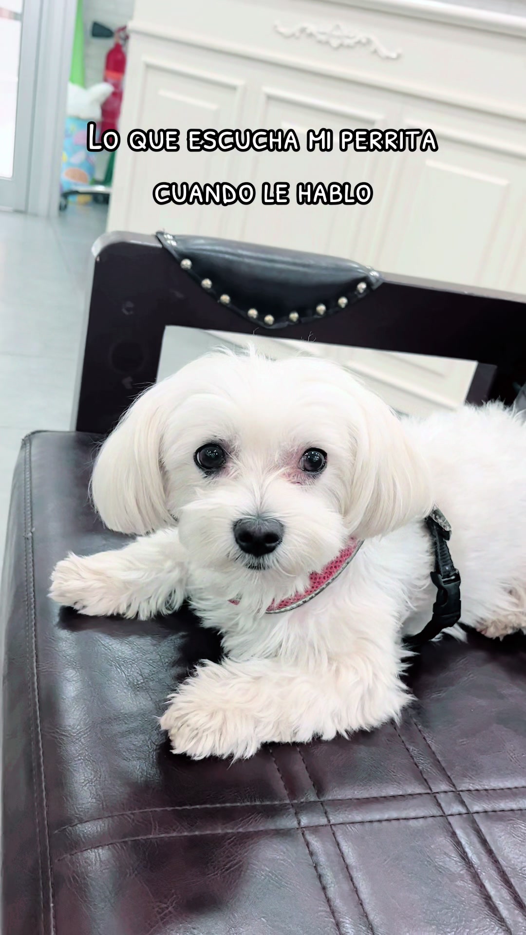 @Darla 🧡🐶🧡