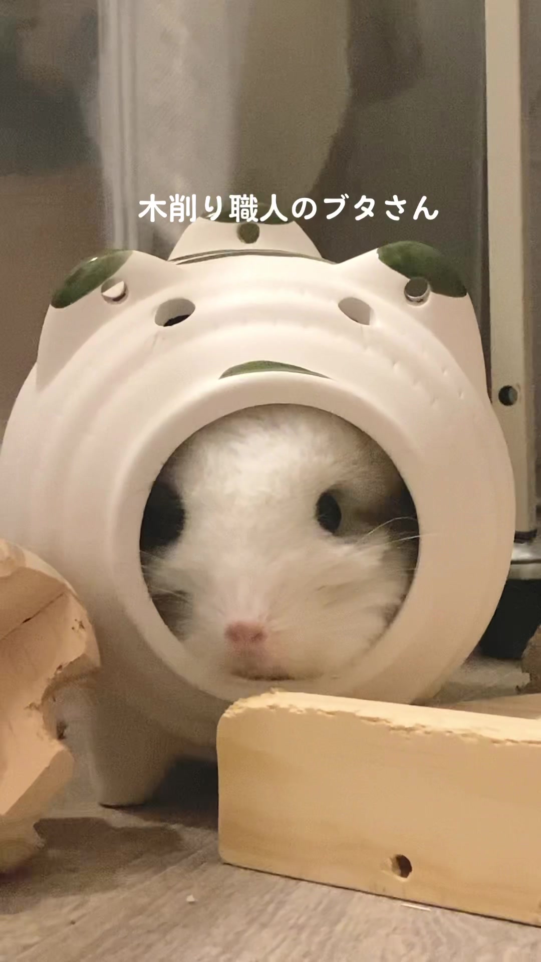 @アンゴラチンチラの雨くん