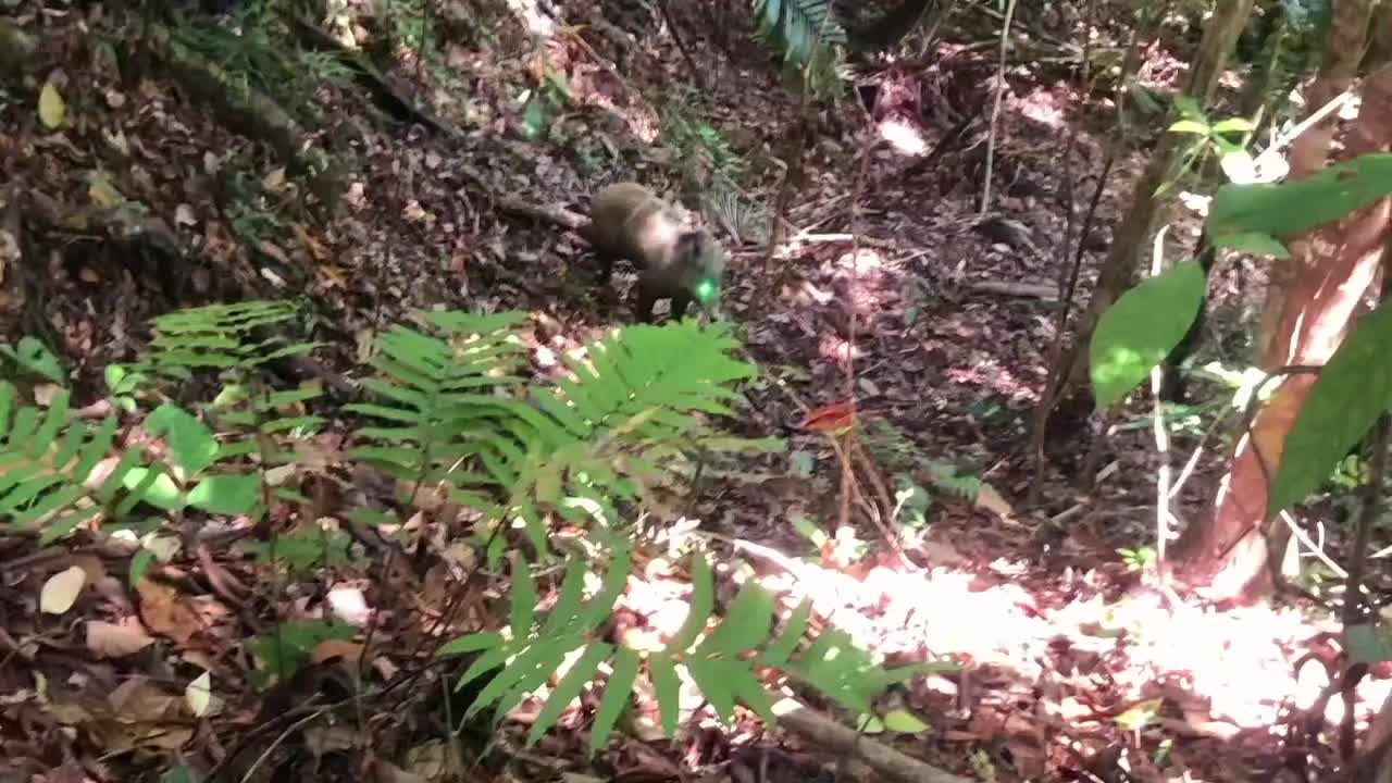 @Ca&ccedil;ador raiz