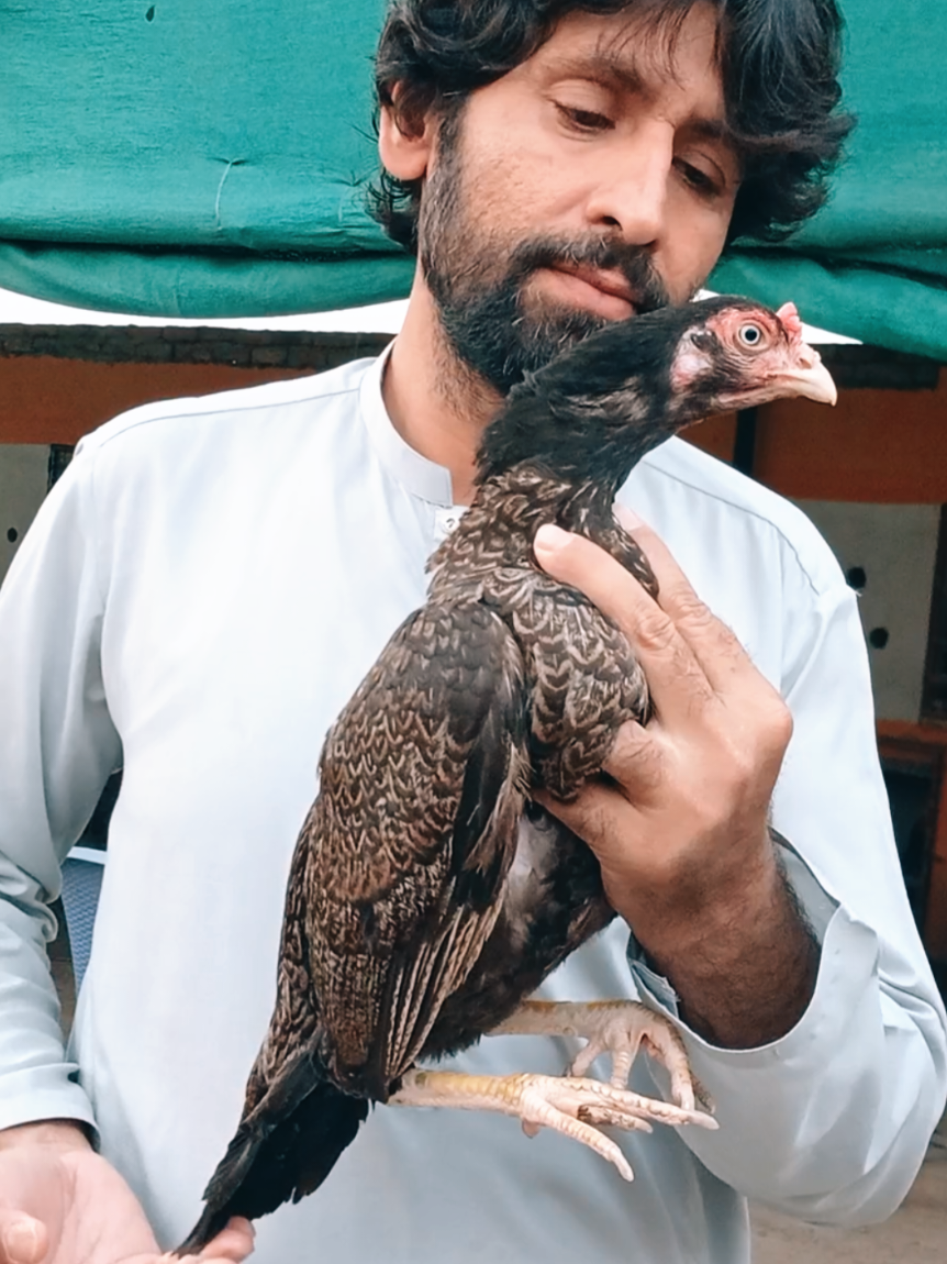 @Sajjad Aseel Farm
