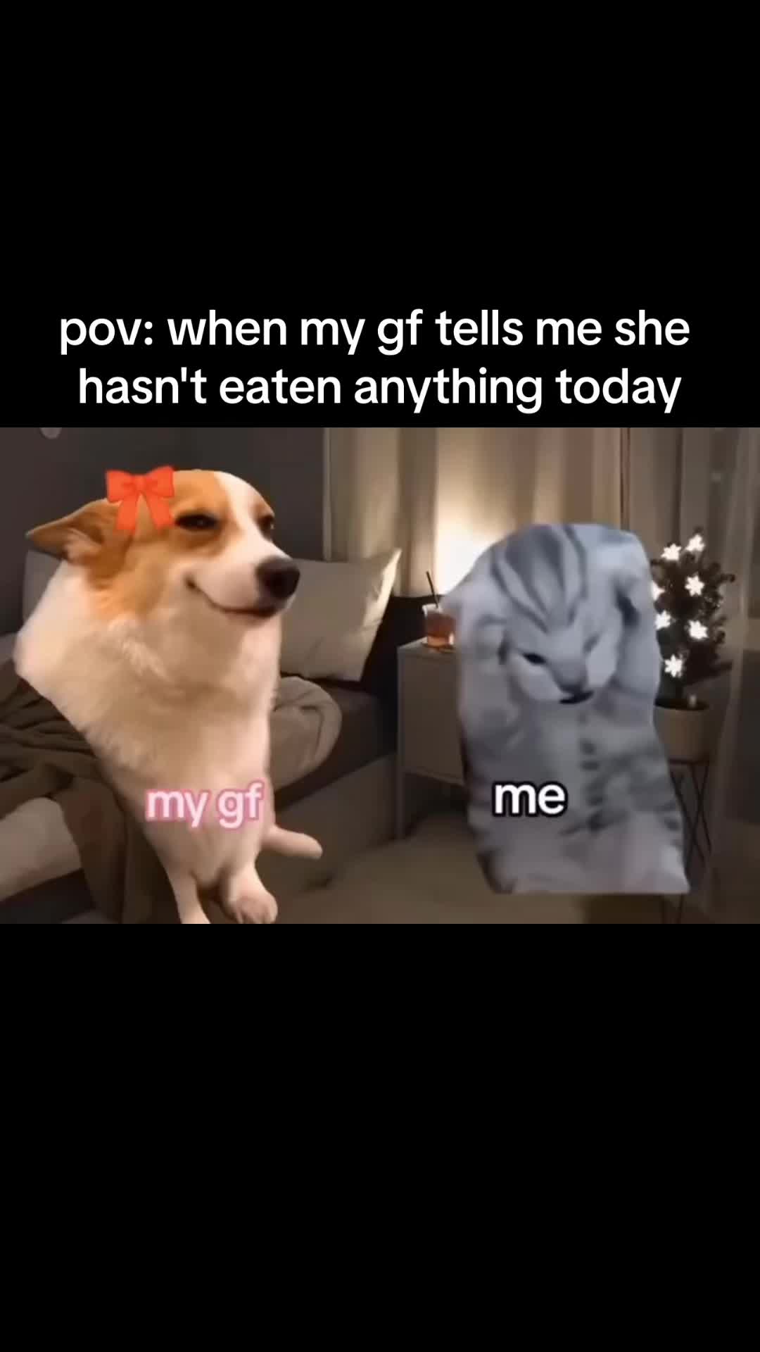 @Cat Memes