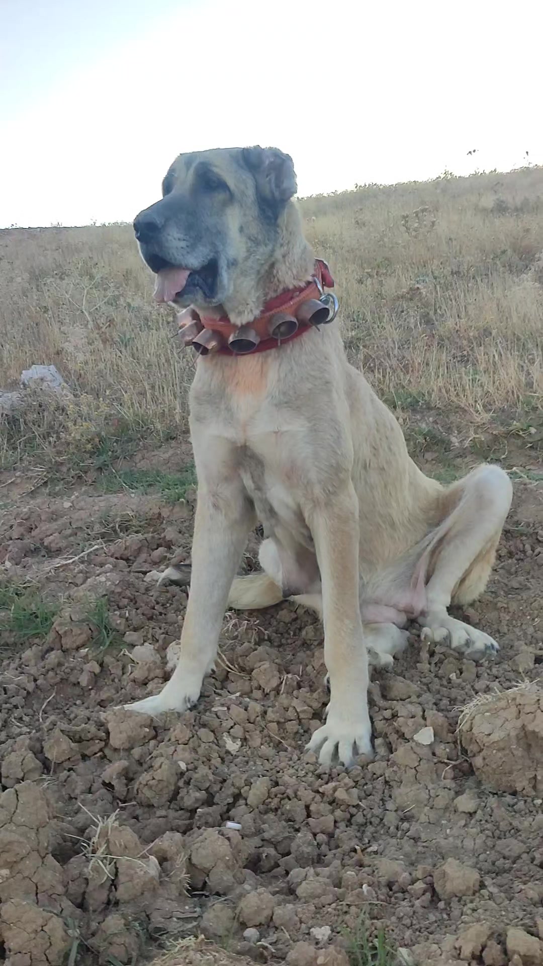 @🇹🇷 Murat Çıtak 🇹🇷