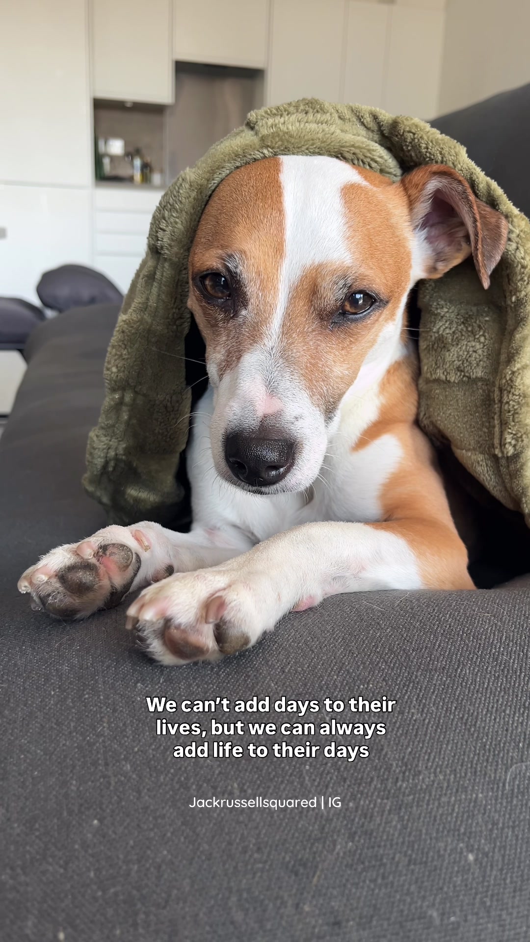 @jackrussellsquared