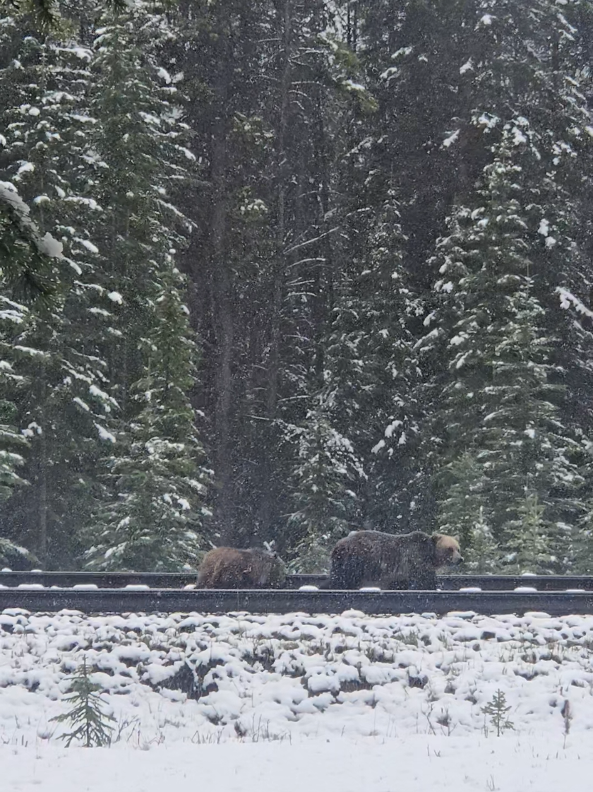 @Banff Nature and Wildlife