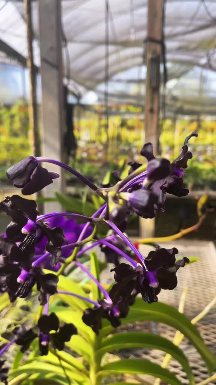 @Motes Orchids