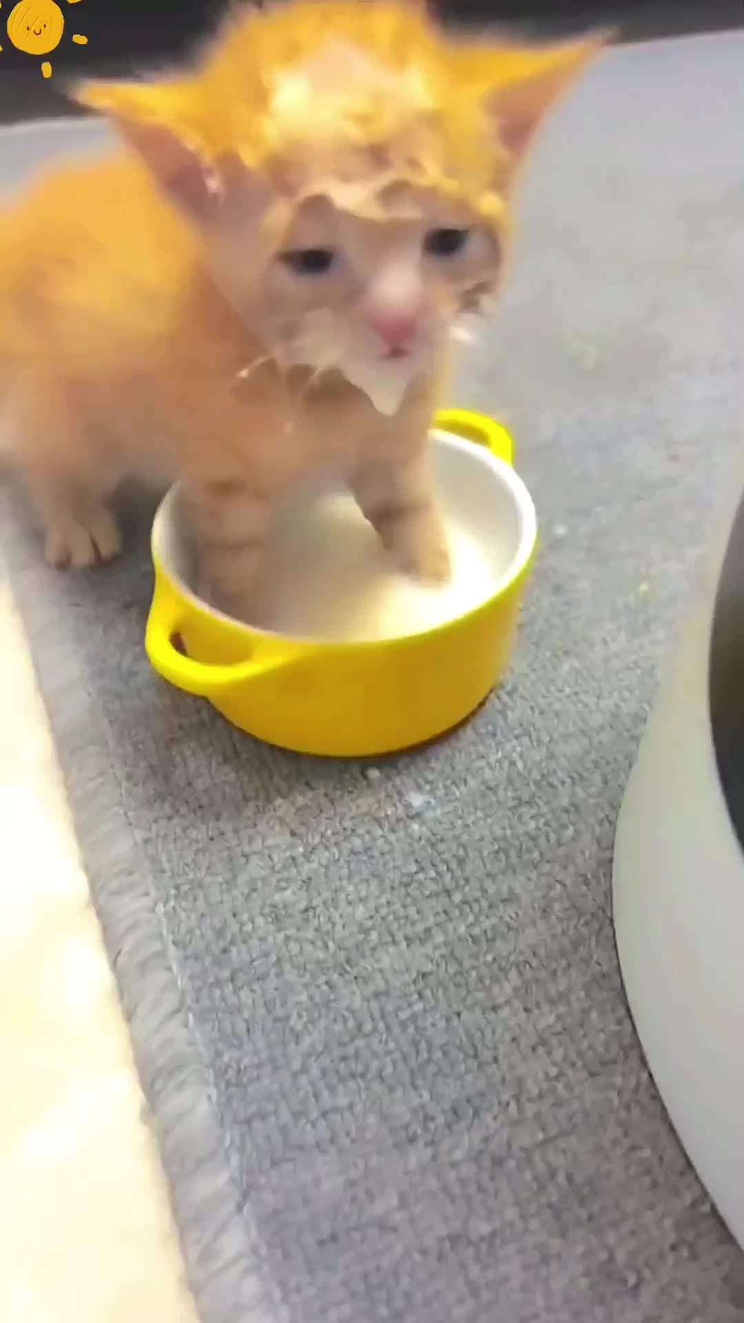 @Animal Home