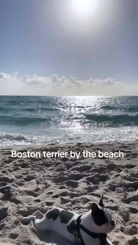 @Boston terrier