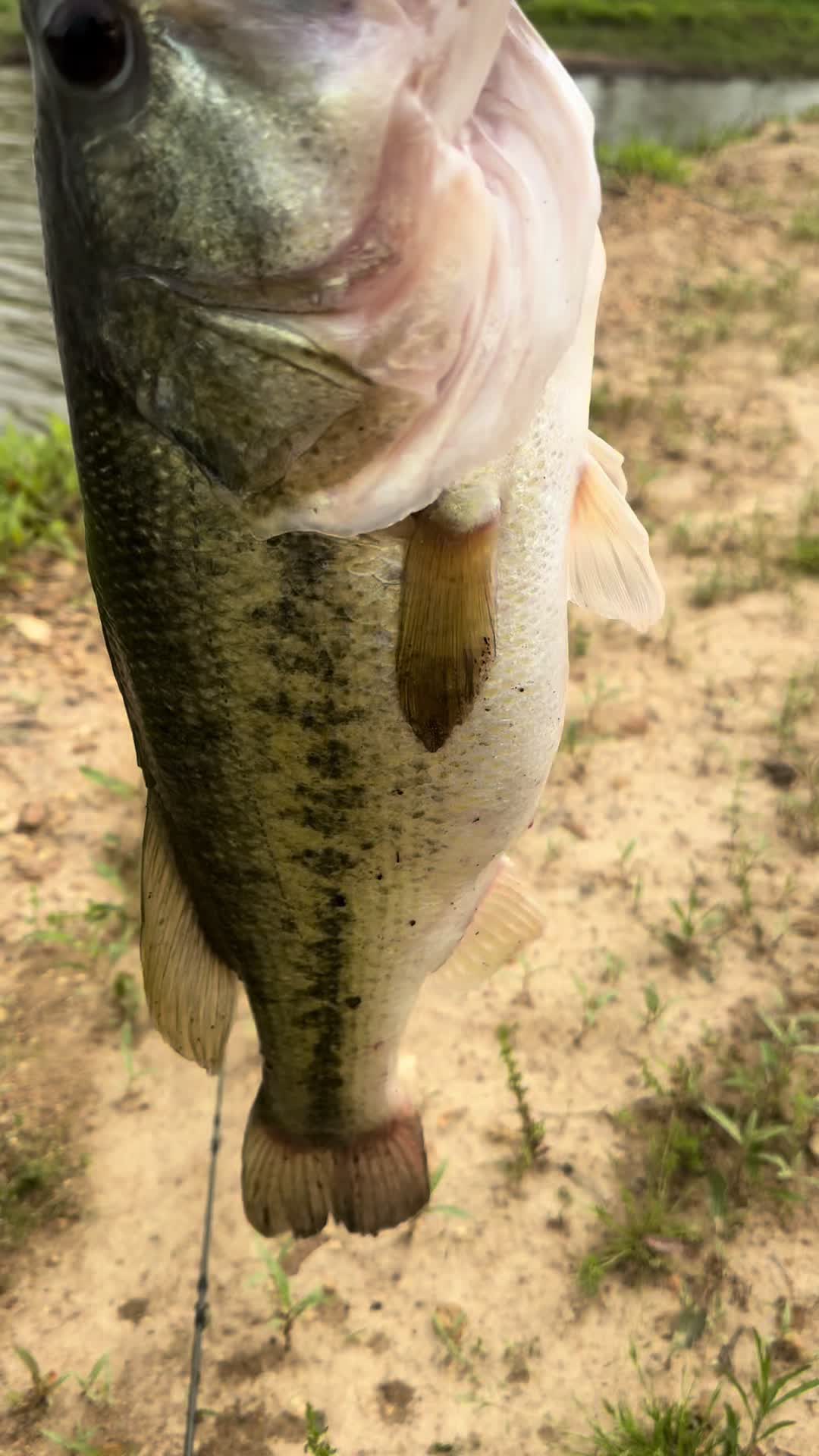 @Narrow Gate Baits