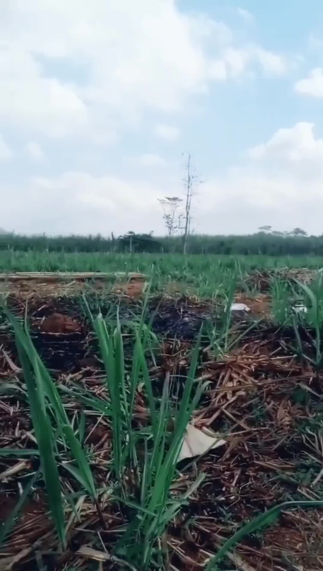 @bangjuanda591