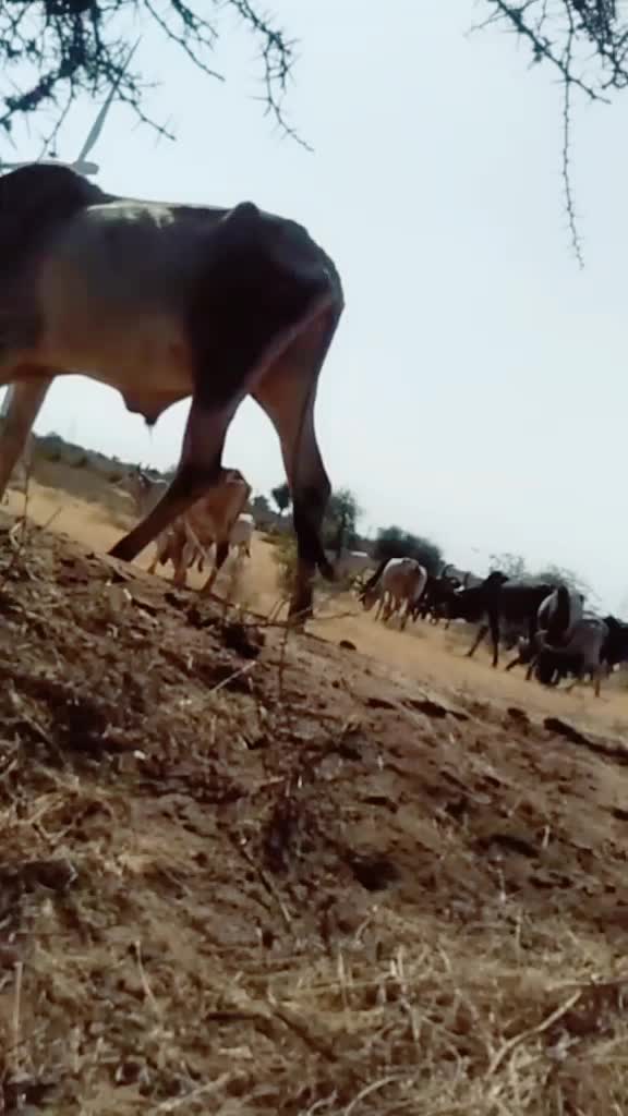 @સુરેશ. સૉઢા
