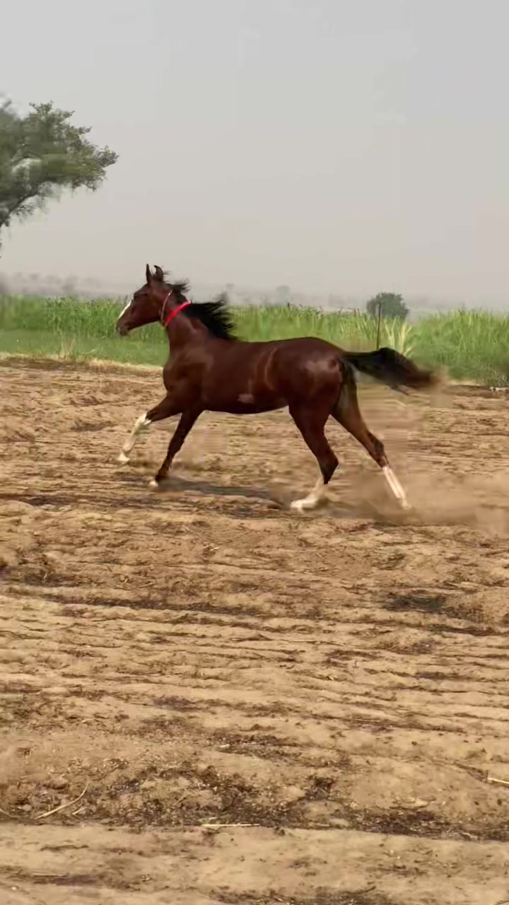 @Ch Hammad bokan ♥️🐎