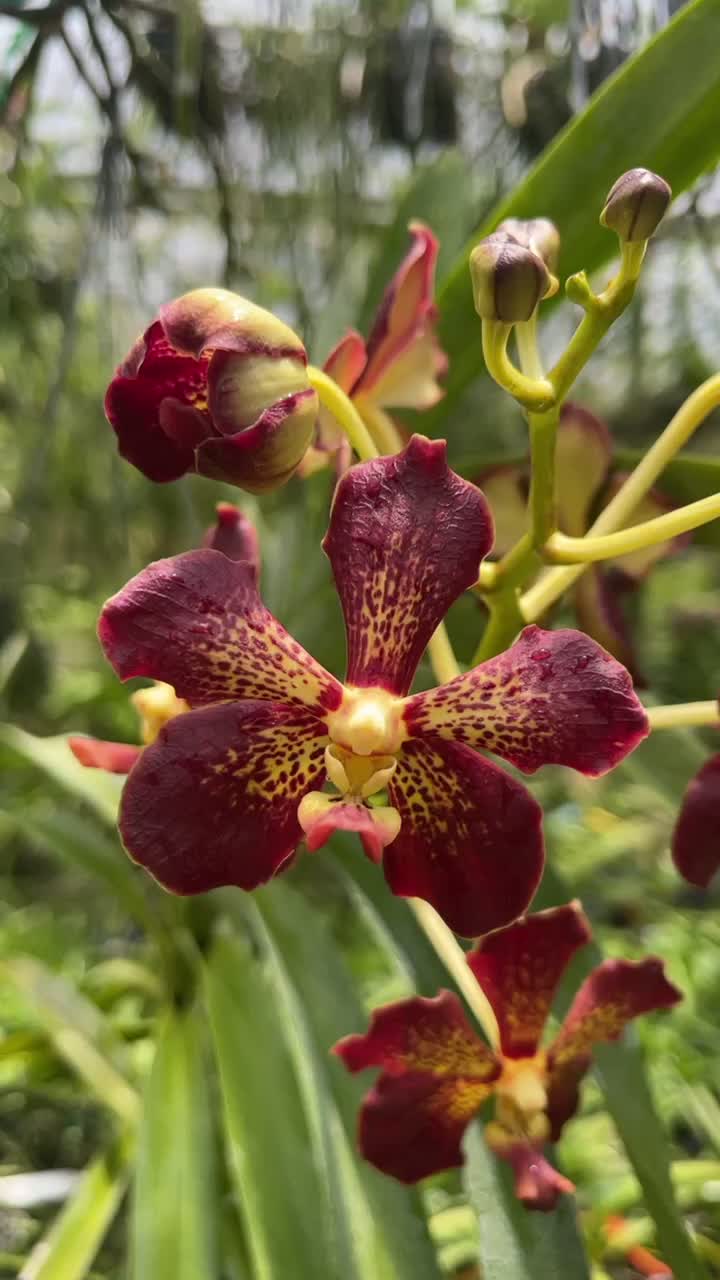 @Motes Orchids