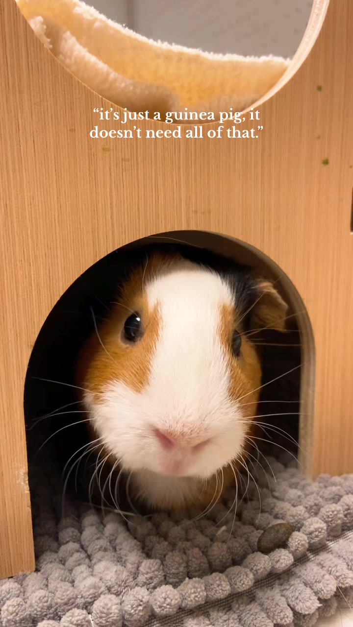 @bear.themouse ๐ฑ