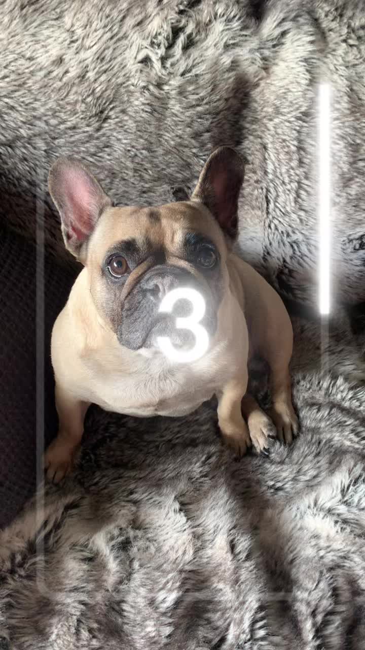 @Miss Lola the Frenchie