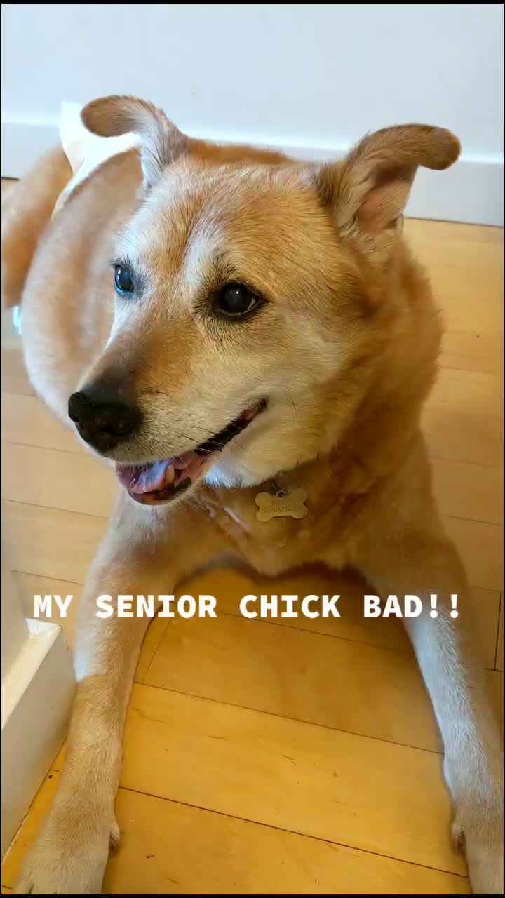 @Teddy the Mutt