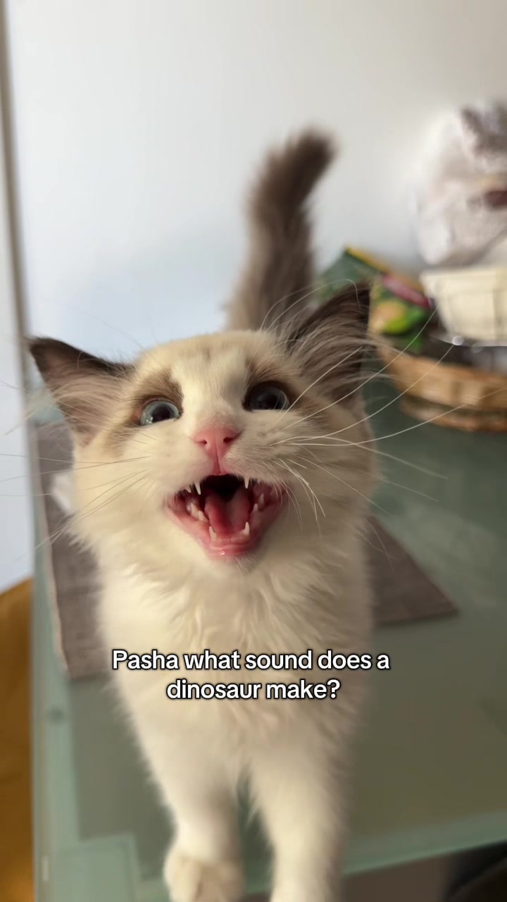 @pasha.the.ragdoll
