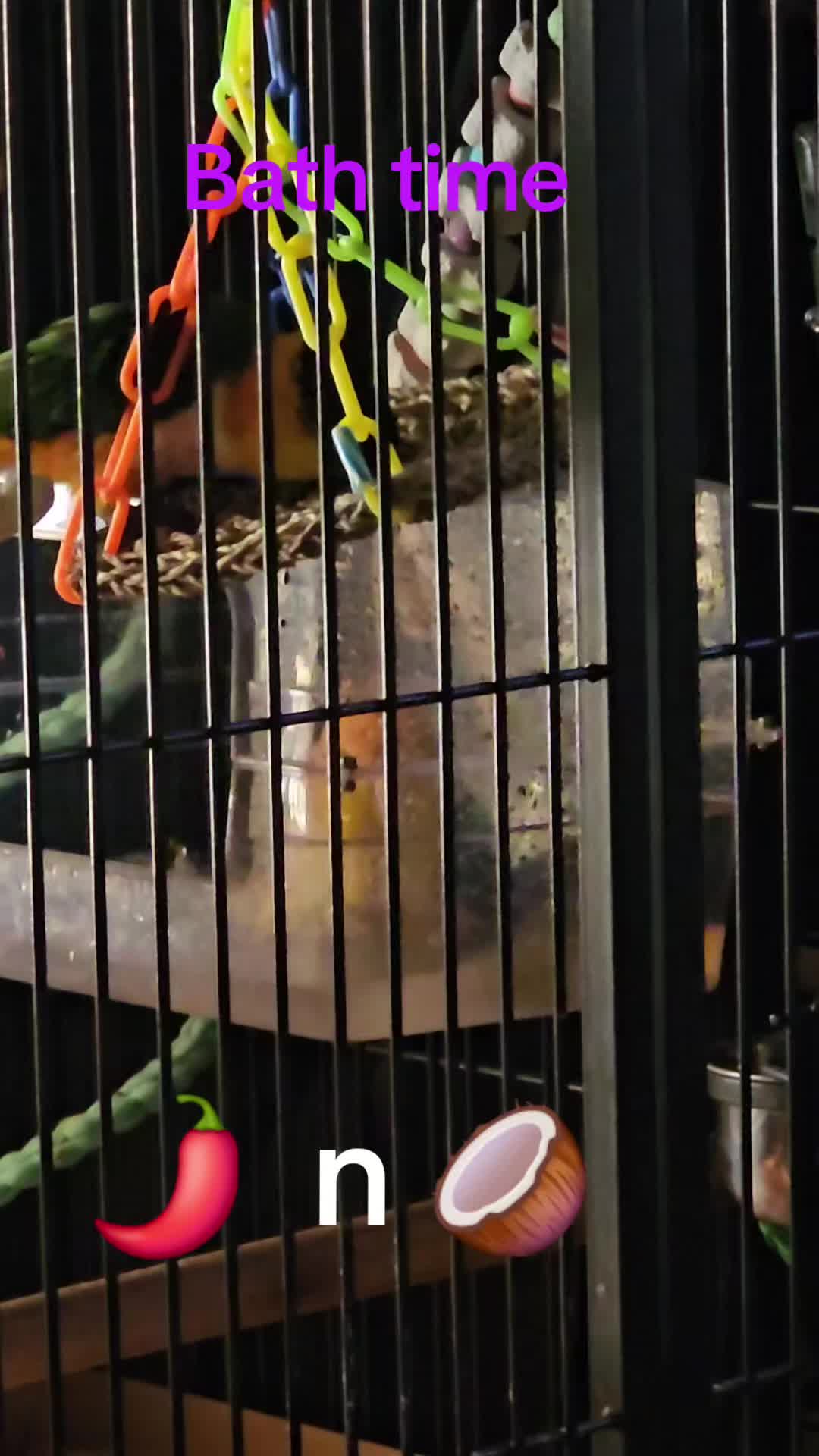 @🥭 🥝 🌶 🥥