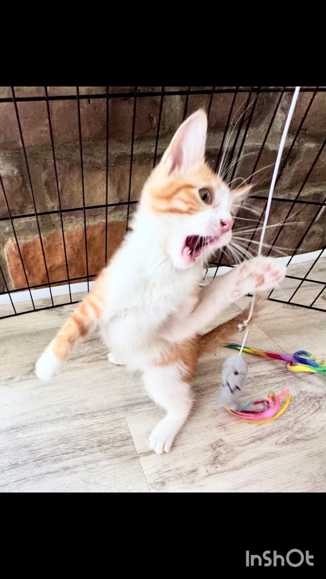 @Paws Deep Animal Rescue