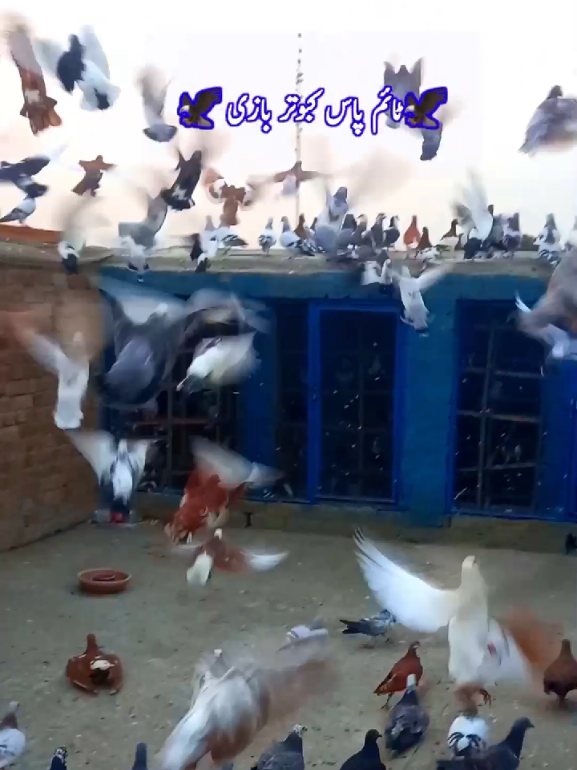 @𝑹𝒂𝒔𝒉𝒊𝒅 𝑻𝒂𝒃𝒂𝒔𝒔𝒖𝒎