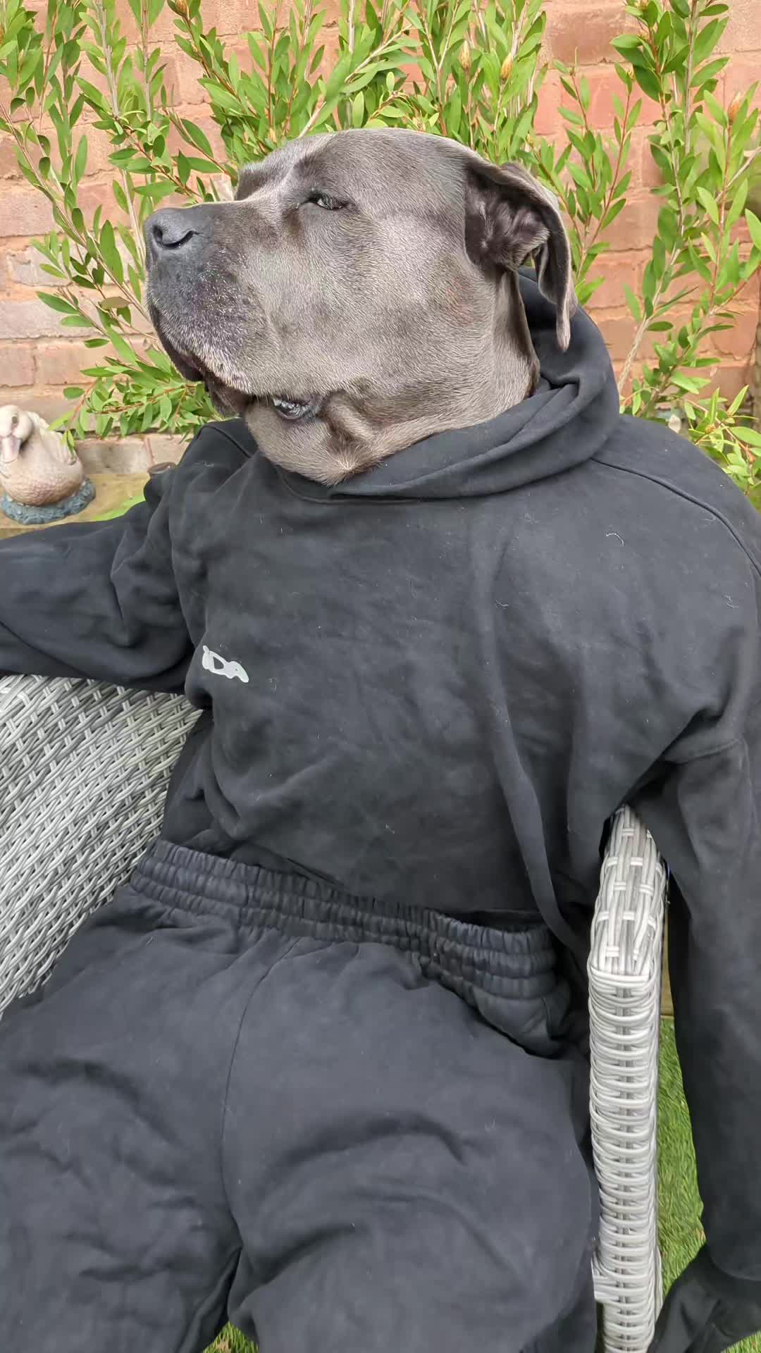 @mist_the_canecorso