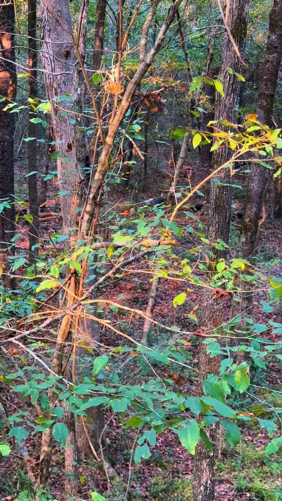 @🦃 Lynchburg Outdoors 🦌