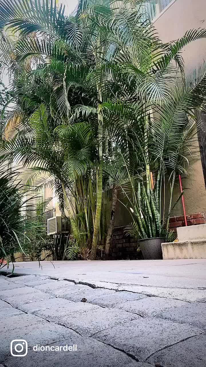 @thedionlegacy