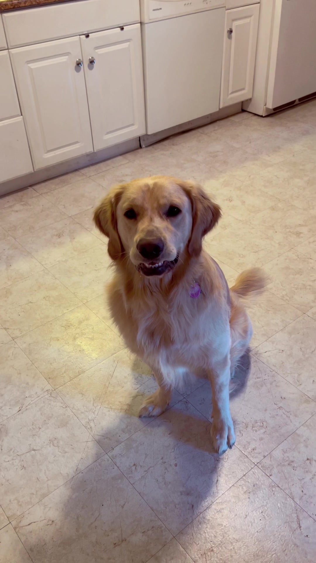 @Buddy the Golden 🦮😎