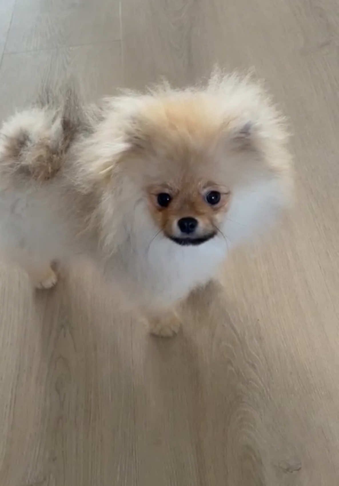@yoshi.thepom