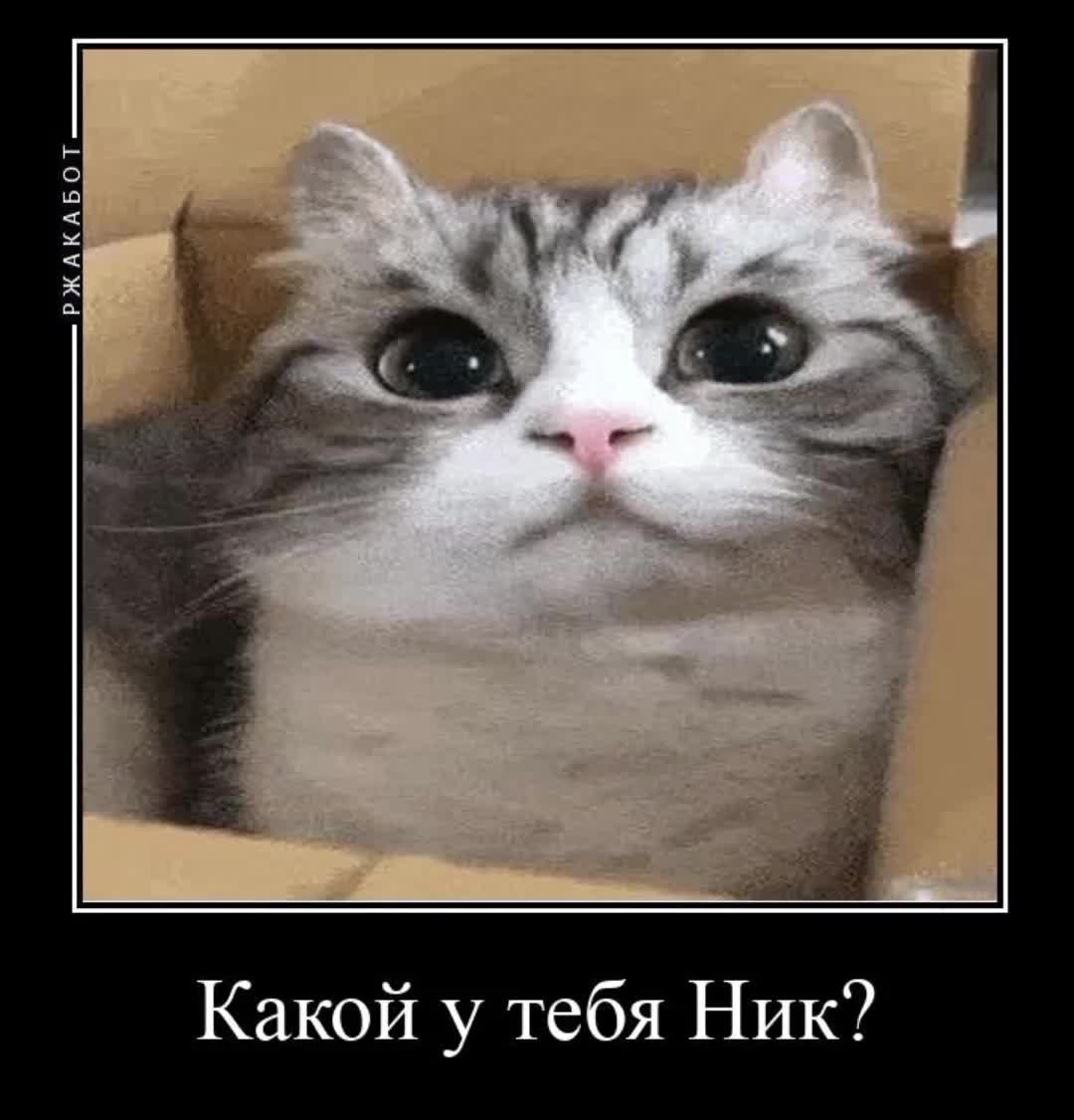 @💜🔮ДамскийUMAгодник
