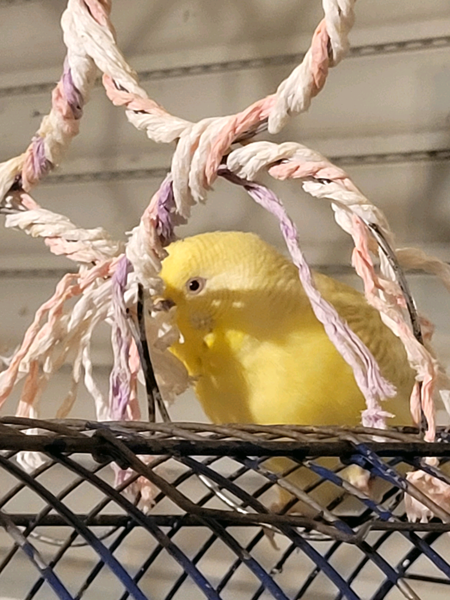 @Taha the Budgie