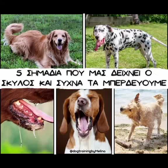 @dogtrainingbymelina