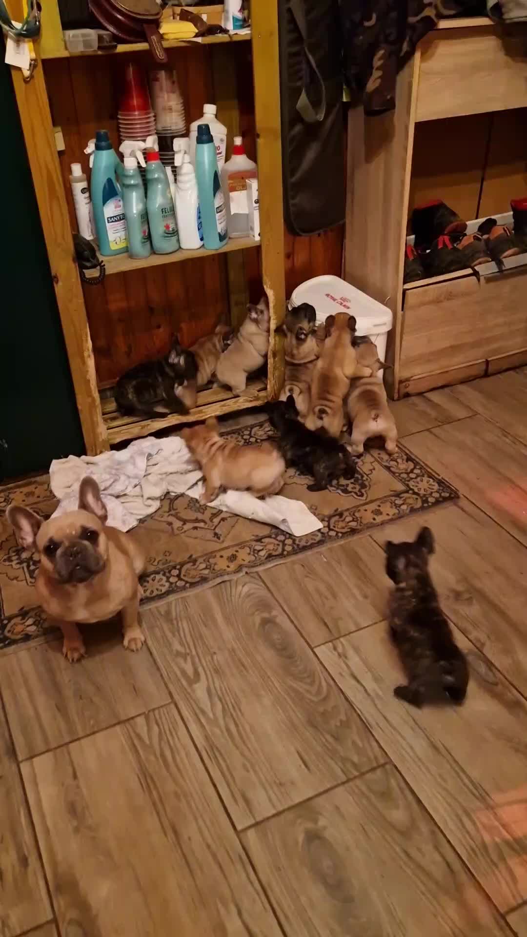 @Nomad_Warrior_Kennel