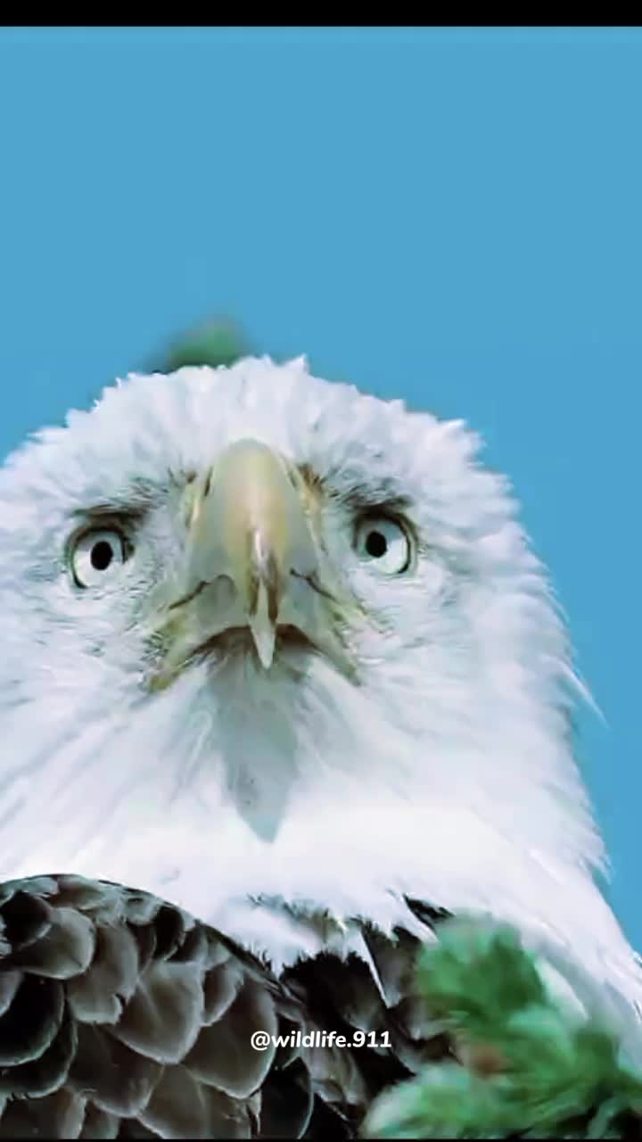 @Top Animals