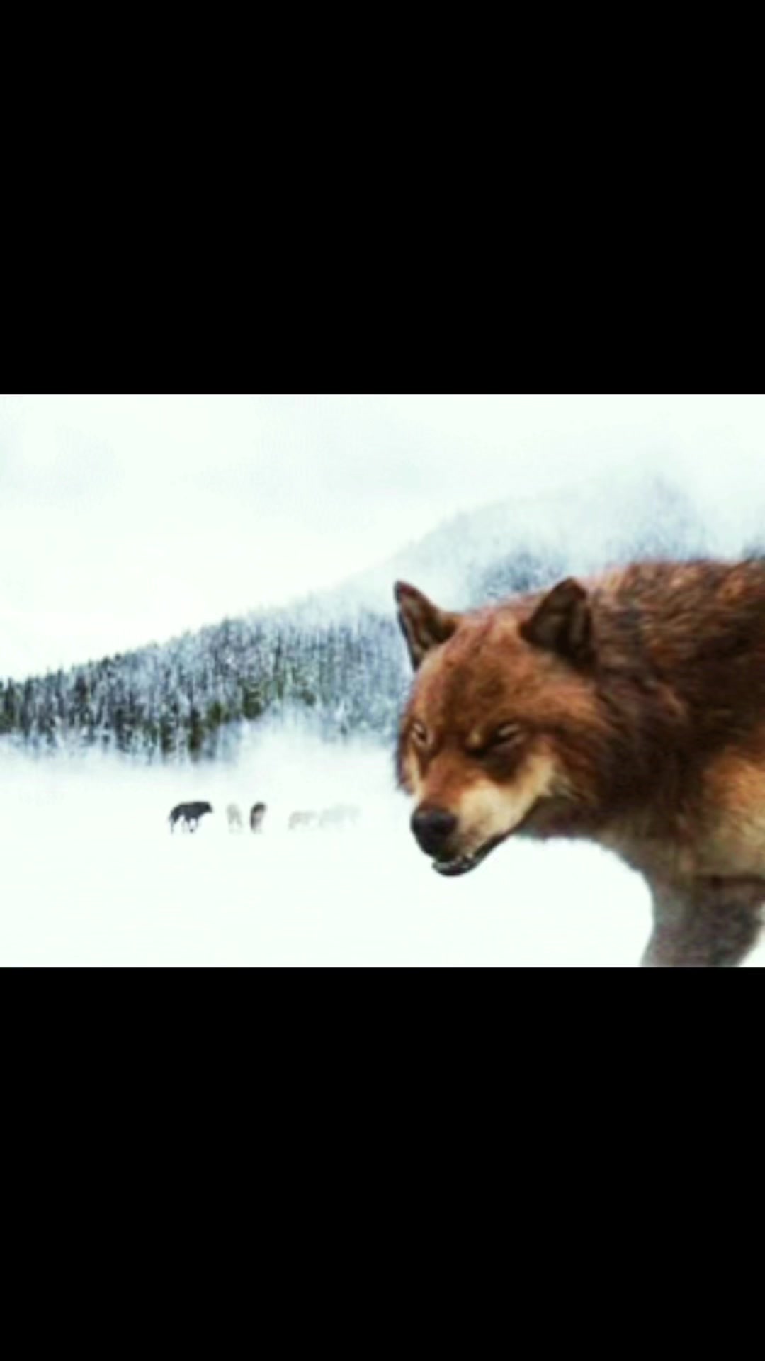 @she wolf