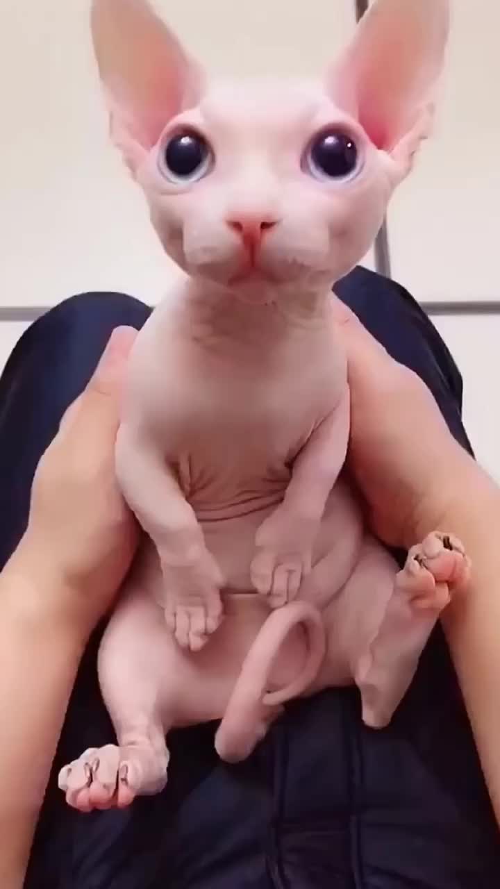 @Key sauce pet sharing
