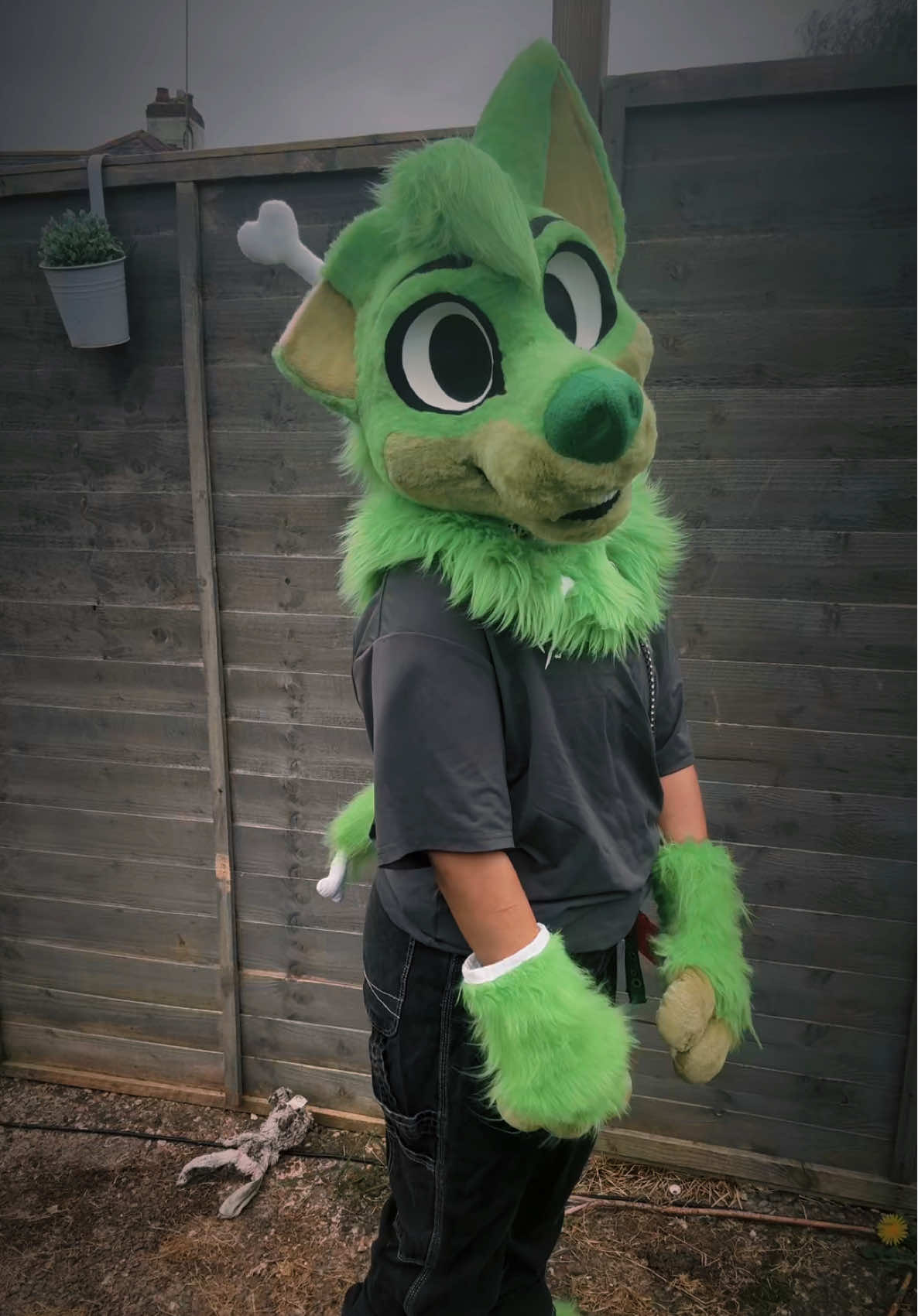 @★彡 ~ paws! ~ ★彡