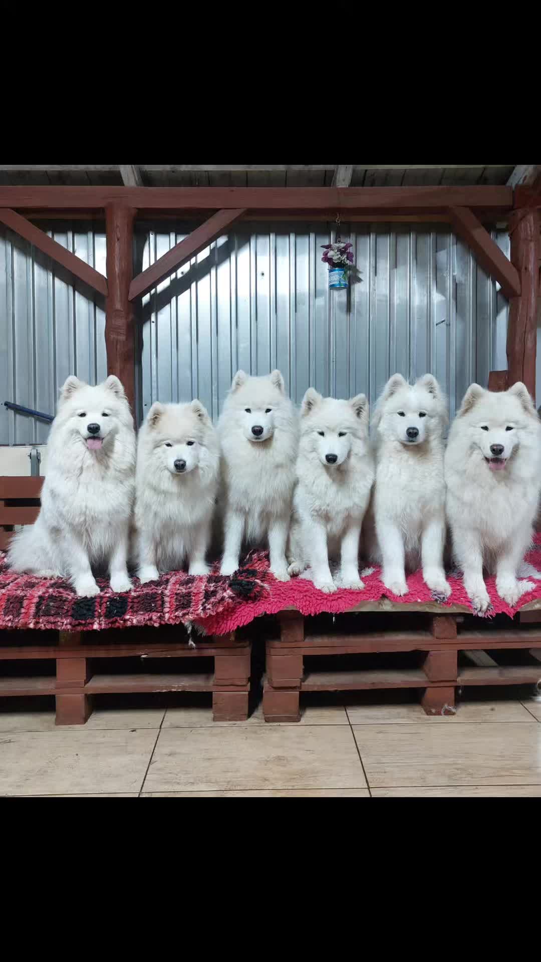 @Lovely Snow Diamonds Samoyed