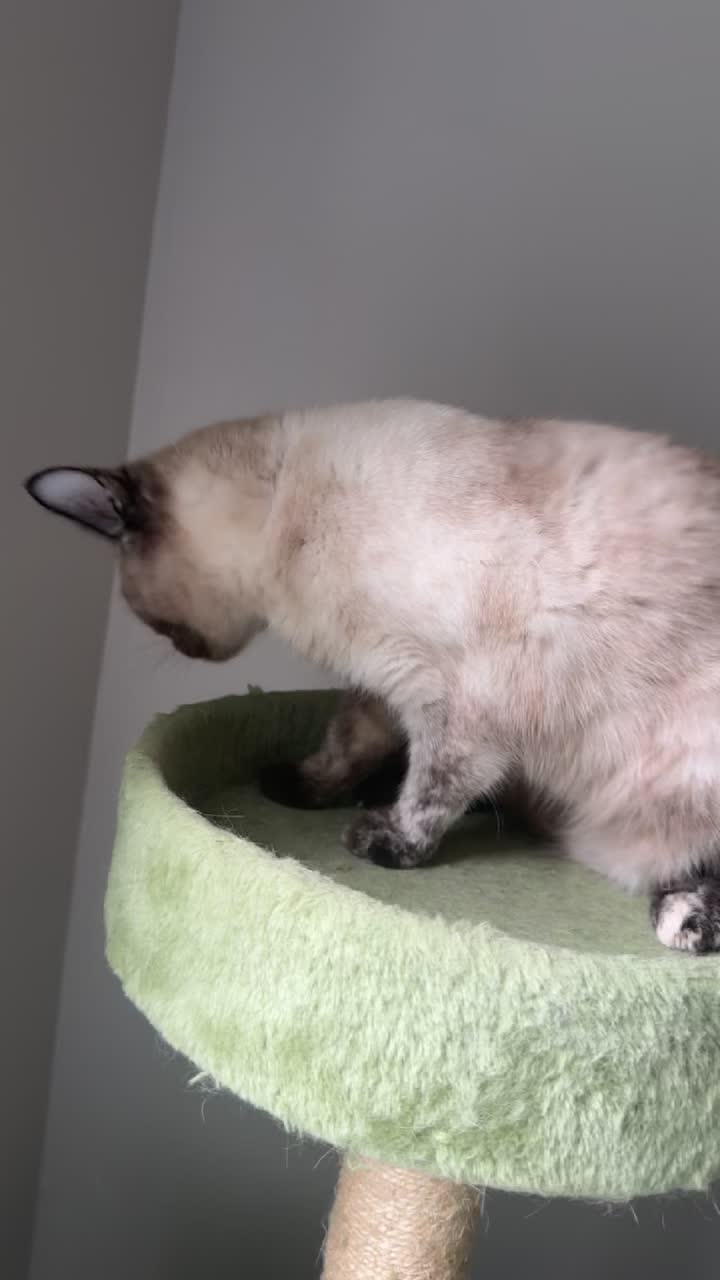 @KittyFam