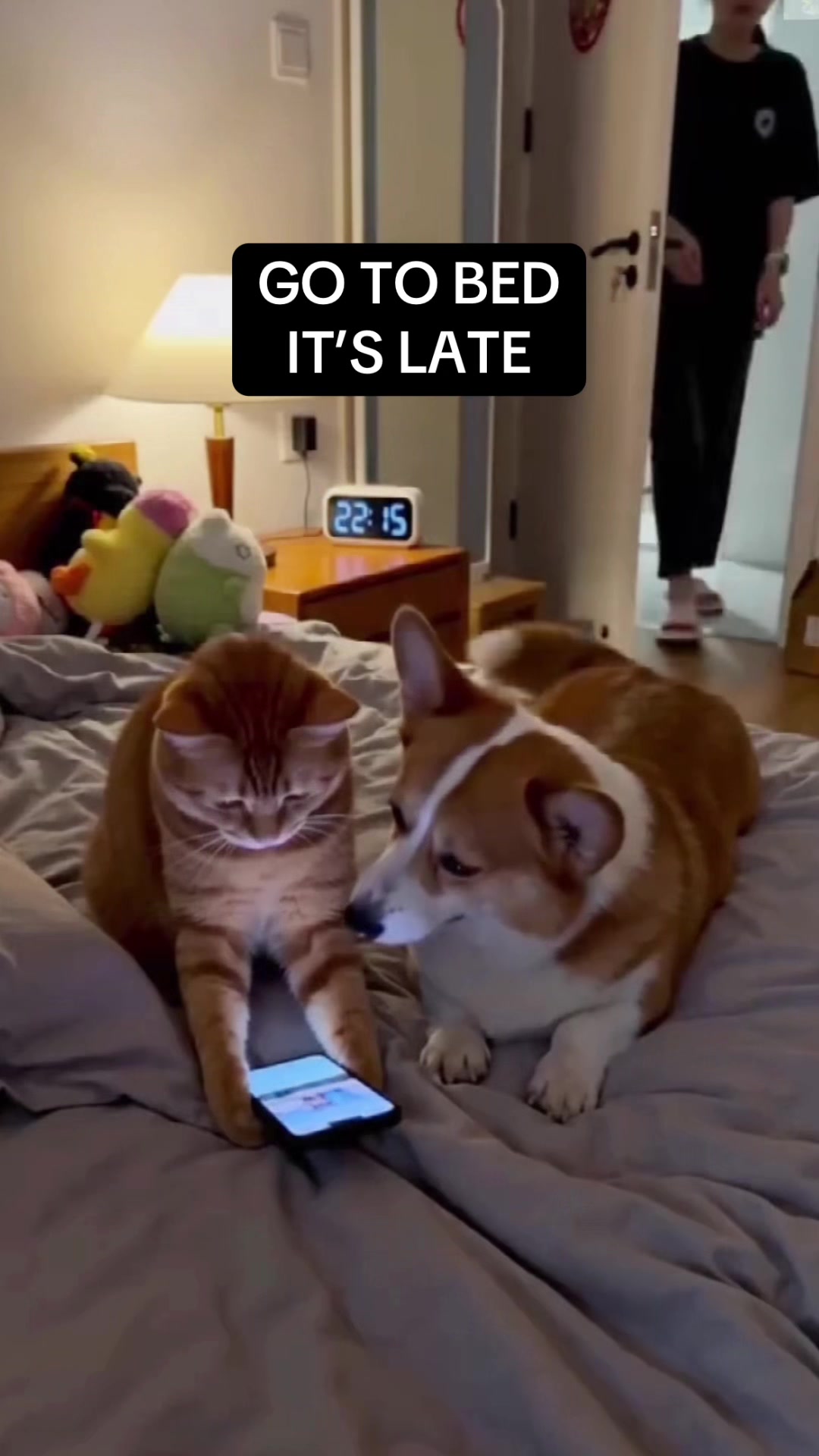 @Meow Town