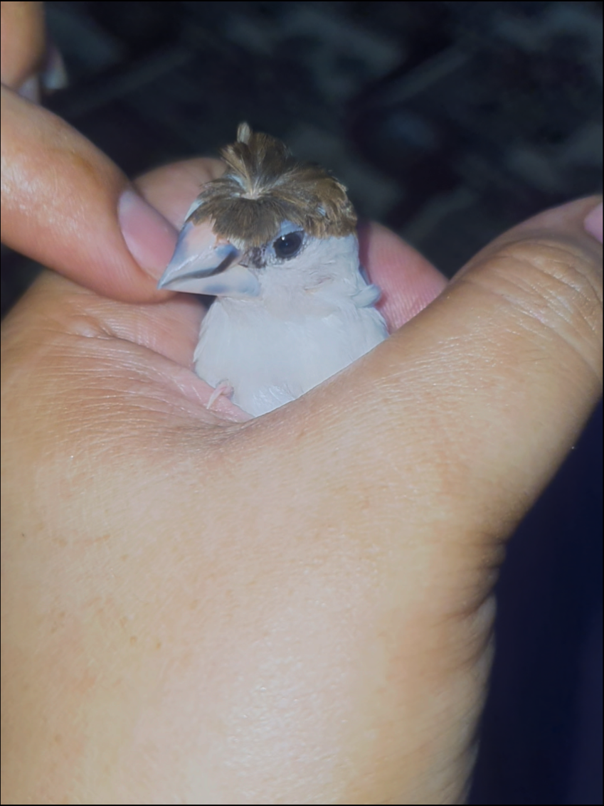 @B for birds