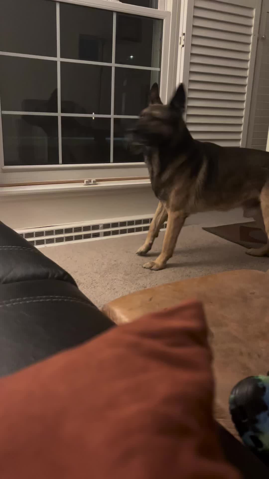 @K9Lady