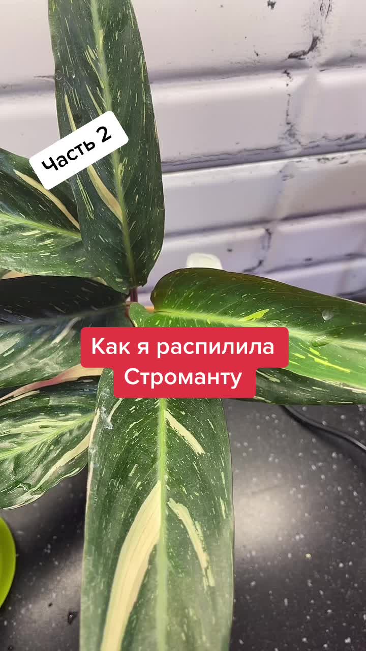 @Елена 🌱 Рай можно купить